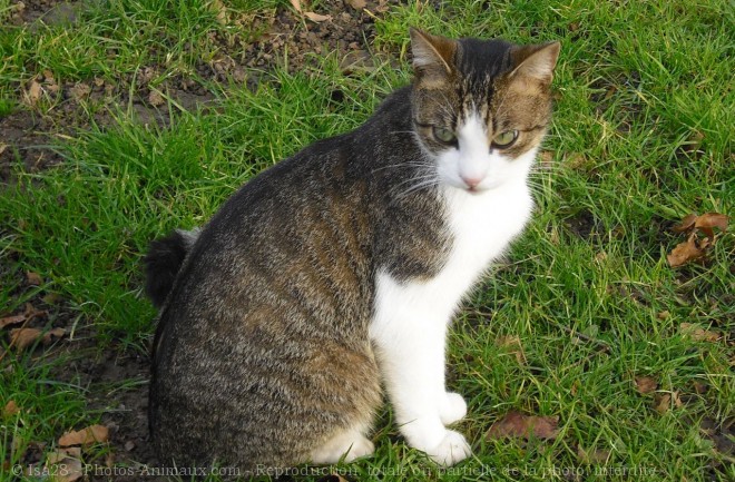 Photo de Chat domestique