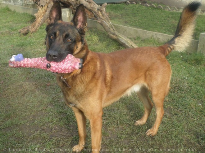 Photo de Berger belge malinois