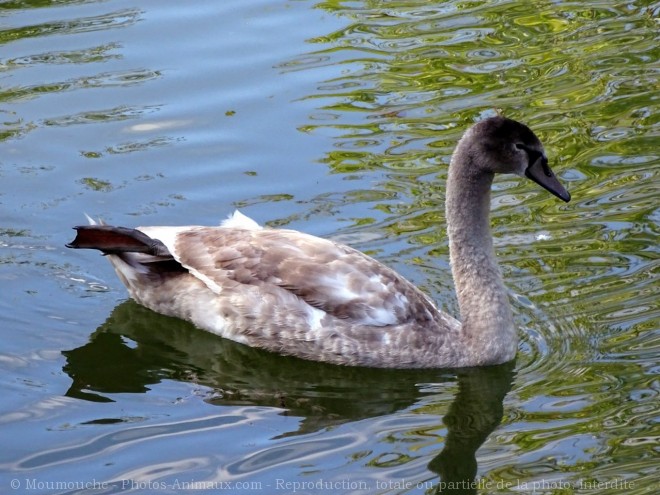 Photo de Cygne