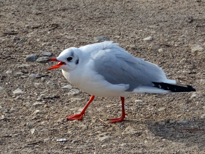 Photo de Mouette