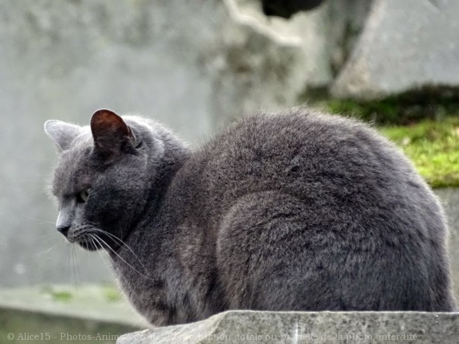 Photo de Chat domestique