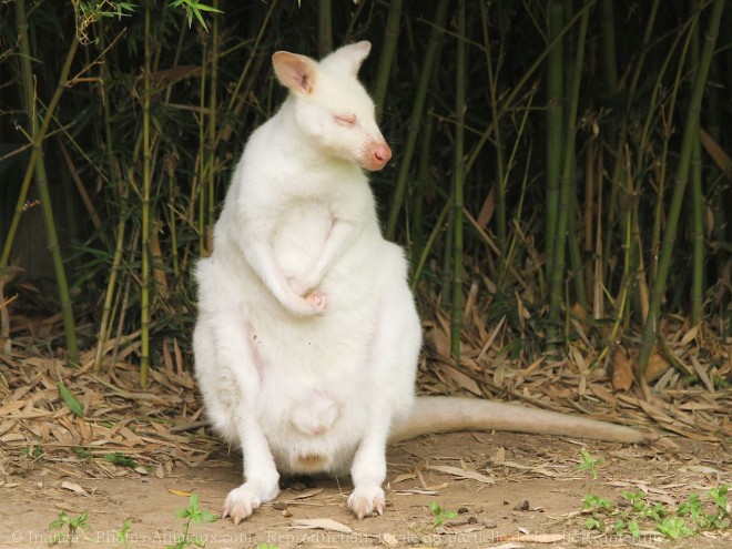 Photo de Wallaby