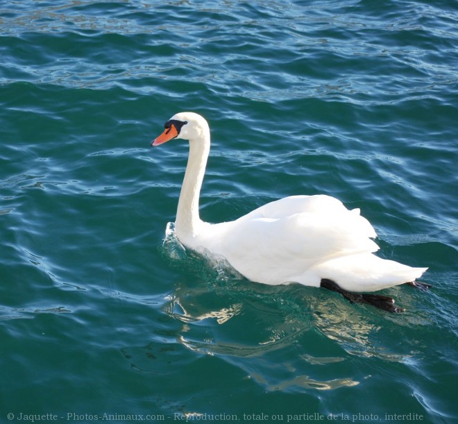 Photo de Cygne