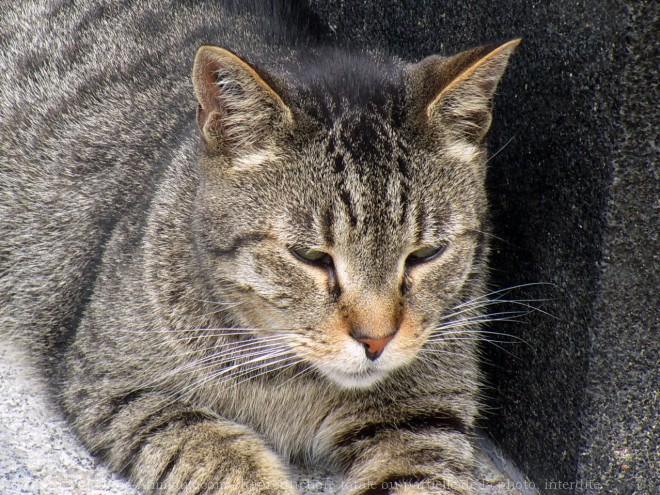 Photo de Chat domestique