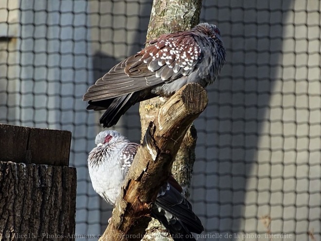 Photo de Pigeon - nouvelle-guine