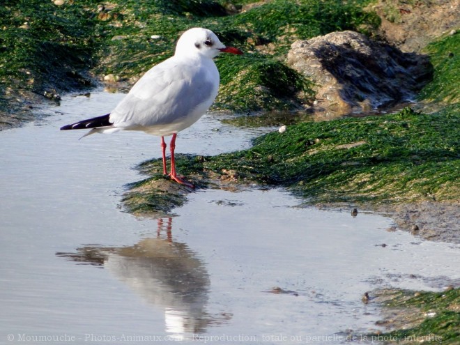 Photo de Mouette