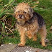 Photo de Border terrier