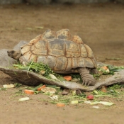 Photo de Tortue