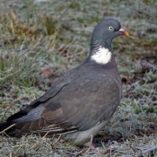 Photo de Pigeon - ramier