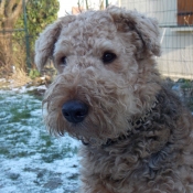 Photo d'Airedale terrier