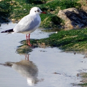 Photo de Mouette