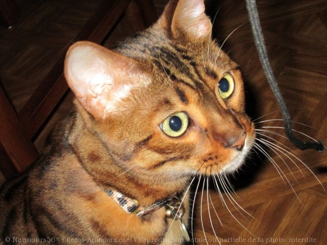 Photo de Bengal