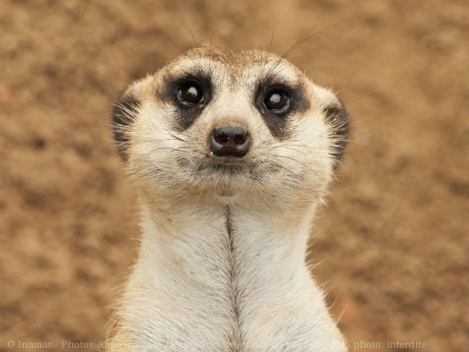 Photo de Suricate