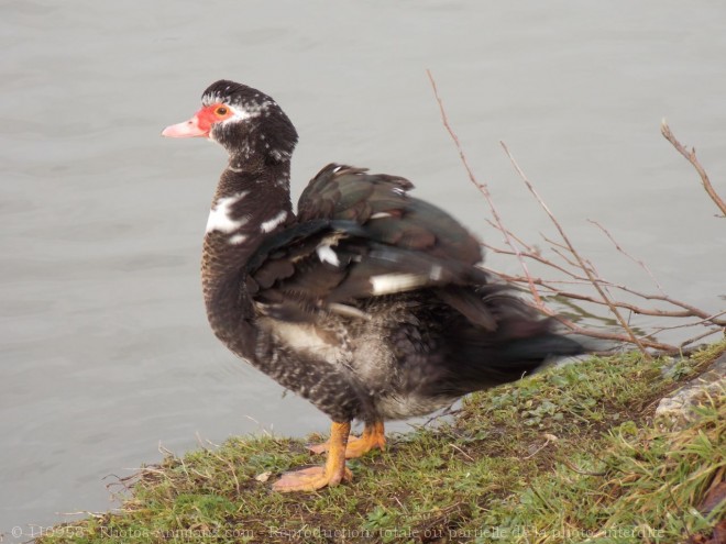 Photo de Canard de barbarie