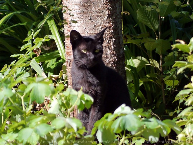 Photo de Chat domestique