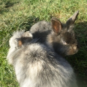 Photo de Lapin