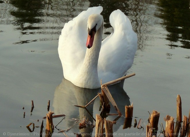 Photo de Cygne