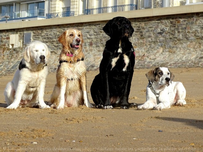 Photo de Races diffrentes