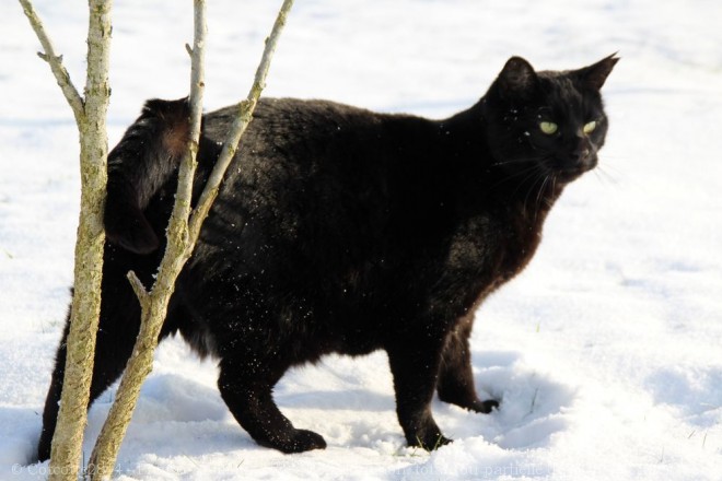 Photo de Chat domestique