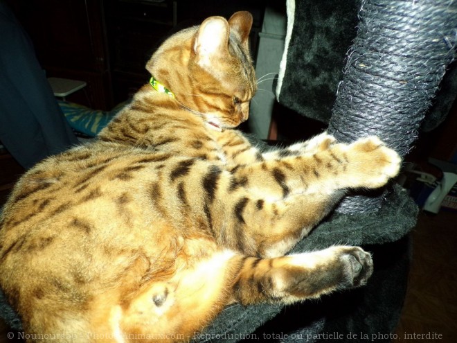 Photo de Bengal