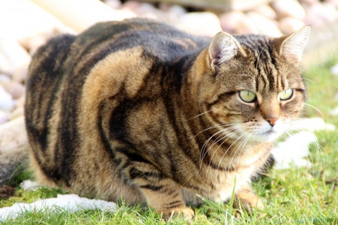 Photo de Chat domestique