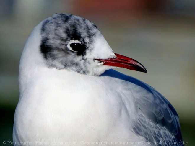 Photo de Mouette