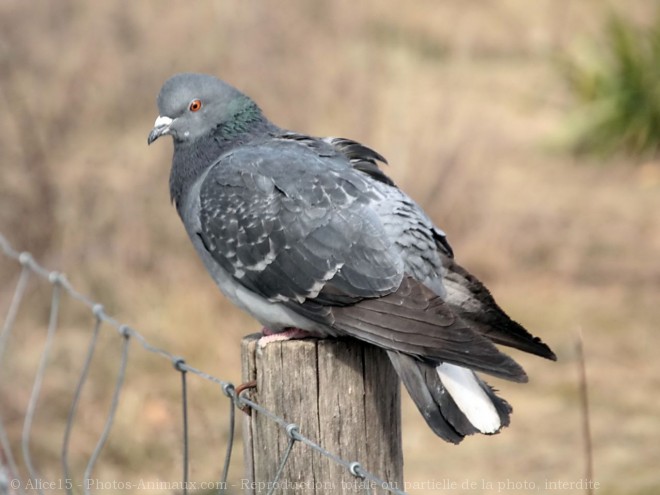 Photo de Pigeon