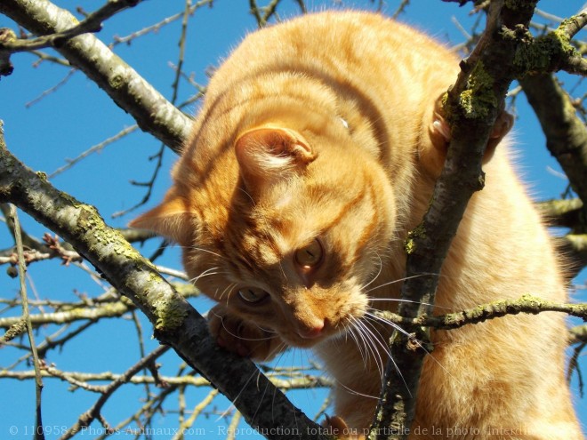 Photo de Chat domestique