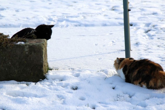 Photo de Chat domestique