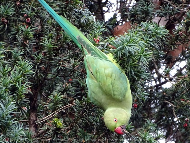 Photo de Perruche  collier