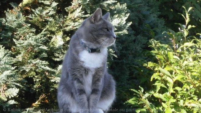 Photo de Chat domestique