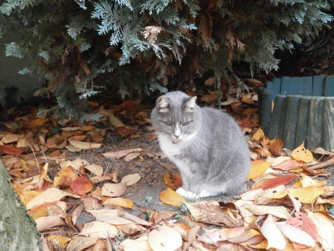 Photo de Chat domestique