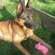 Photo de Berger belge malinois