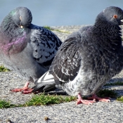 Photo de Pigeon