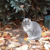 Photo de Chat domestique