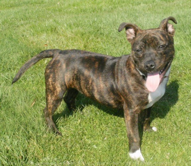 Photo de Staffordshire bull terrier