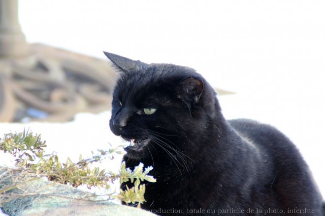 Photo de Chat domestique