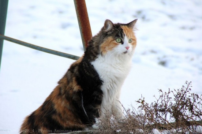 Photo de Chat domestique