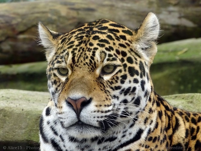 Photo de Jaguar