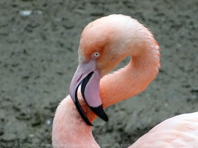 Photo de Flamand rose