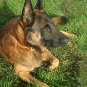 Photo de Berger belge malinois