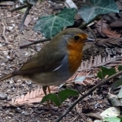 Photo de Rouge gorge