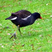 Photo de Poule d'eau