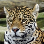 Photo de Jaguar