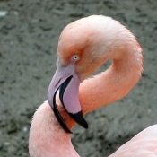 Photo de Flamand rose