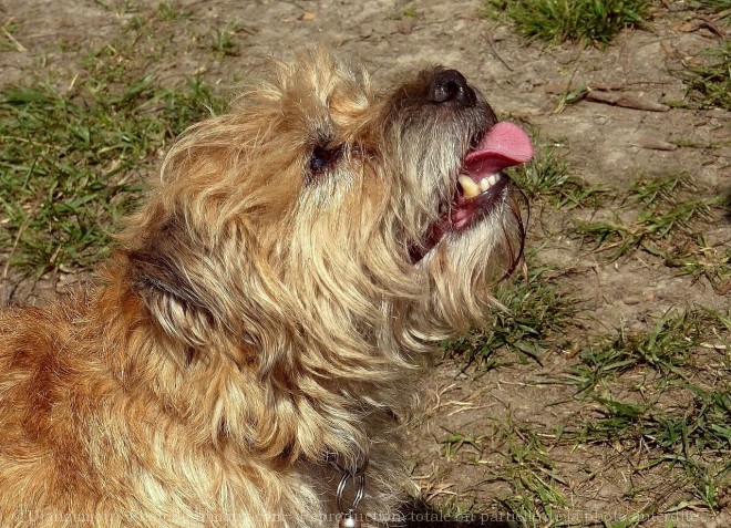 Photo de Border terrier