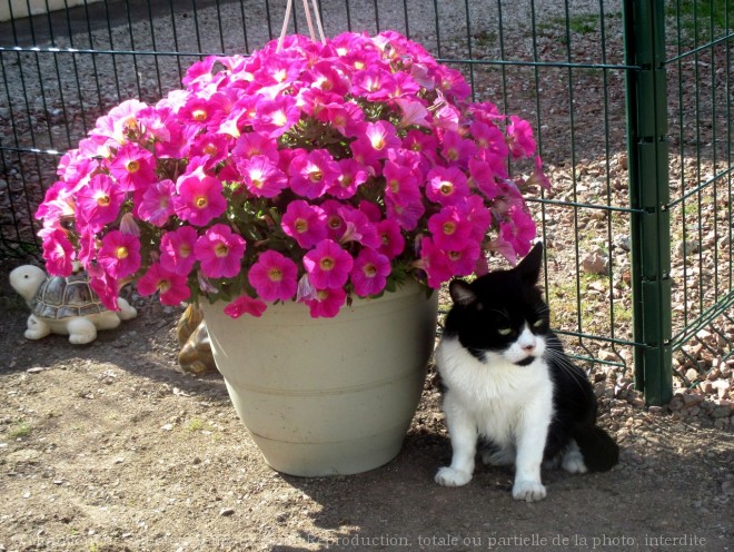 Photo de Chat domestique