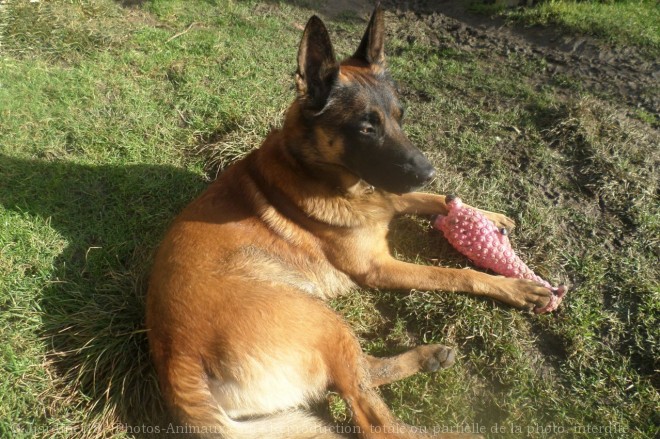 Photo de Berger belge malinois