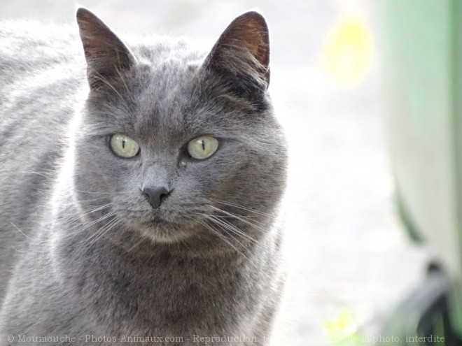 Photo de Chat domestique