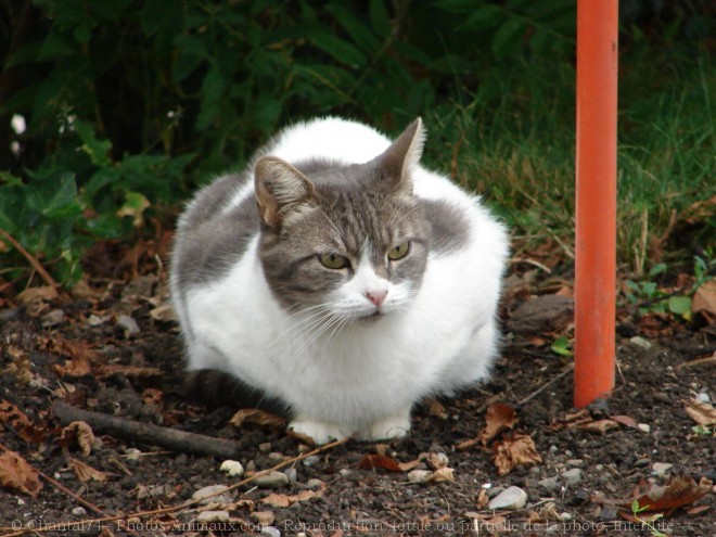 Photo de Chat domestique